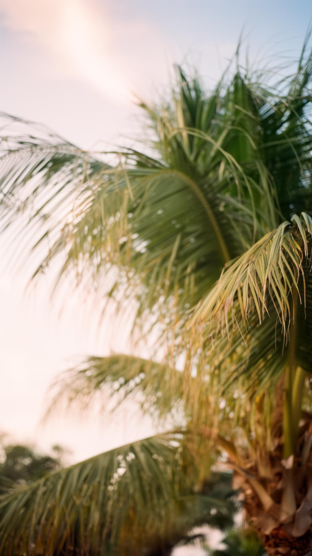 Soft Florida palm fronds at golden hour
